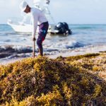 Cancún reunirá a expertos internacionales para buscar soluciones al problema del sargazo