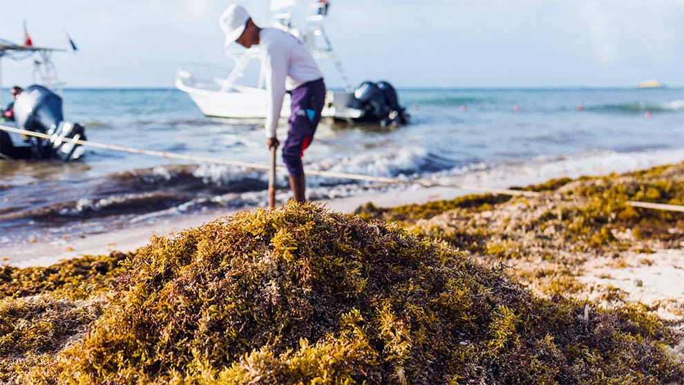 Cancún reunirá a expertos internacionales para buscar soluciones al problema del sargazo